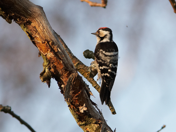 Lesser spotted woodpecker